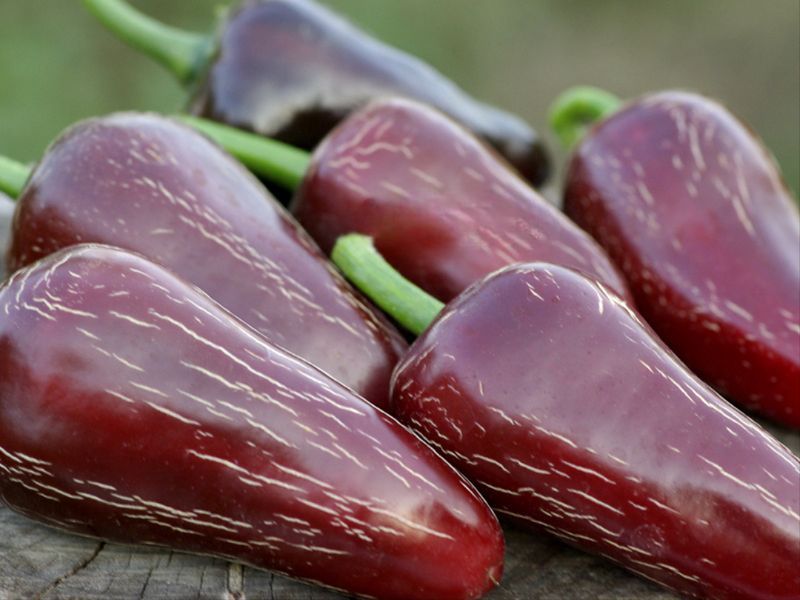 Перец острый Jalapeno Moroccan семена (5 шт) Халапеньйо марокканский черный до 8 000 SHU RS-02160 фото