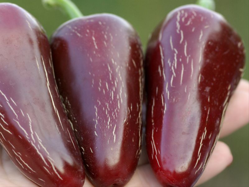 Перец острый Jalapeno Moroccan семена (5 шт) Халапеньйо марокканский черный до 8 000 SHU RS-02160 фото