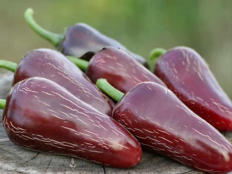 Перец острый Jalapeno Moroccan семена (5 шт) Халапеньйо марокканский черный до 8 000 SHU RS-02160 фото
