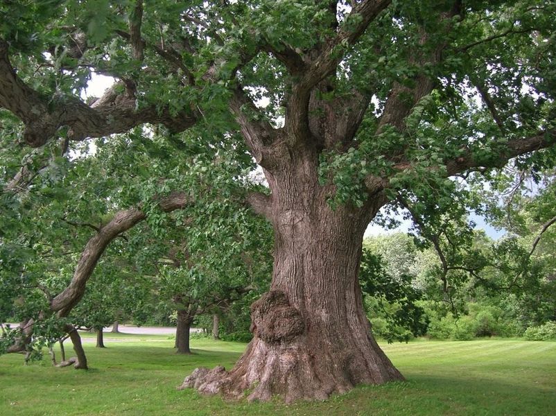 Дуб черешчатый семена (20 шт) желудь обыкновенный летний или английский (Quercus robur) RS-00159 фото
