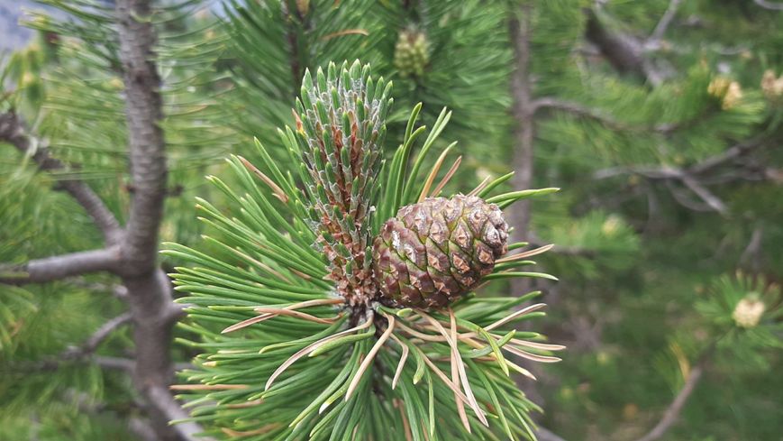 Сосна горная 0,5 грамма (около 100 шт) стланиковая (Pinus mugo) RS-01285 фото