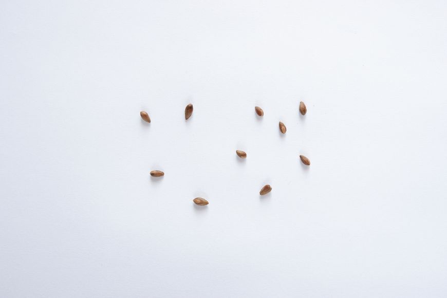 Туя восточная семена (20 шт) биота китайская плосковеточник платиикладус (Platýcladus) RS-00158 фото