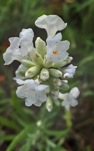 Лаванда Белая семена (20 шт) настоящая узколистная английская садовая колосковая (Lav&aacute;ndula angustif&oacute;lia) многолетняя RS-02073 фото