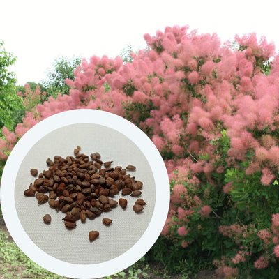 Скумпія насіння (20 шт) звичайна (Cotinus coggygria) перукове дерево венеціанський сумах RS-00025 фото