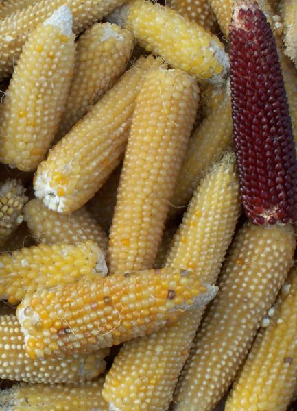 Кукурудза Попкорн насіння 20 грамів (прибл. 100 шт) повітряна на посадку RS-00223 фото