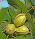 Горіх Пекан Cape Fear (ранній) насіння 10 шт RS-00018 фото 2