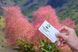 Скумпия семена (20 шт) обыкновенная (Cotinus coggygria) париковое деорево венецианский сумах RS-00025 фото 2