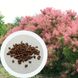 Скумпия семена (20 шт) обыкновенная (Cotinus coggygria) париковое деорево венецианский сумах RS-00025 фото 1