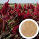 Амарант сорт "Лєра" насіння 10 грам (близько 5 000 штук) зерно для посіву середньостиглий RS-00718 фото 1