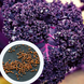 Капуста кейл семена (2 г около 600 штук) фиолетовая листовая кудрявая кале грюнколь браунколь RS-02027 фото 1