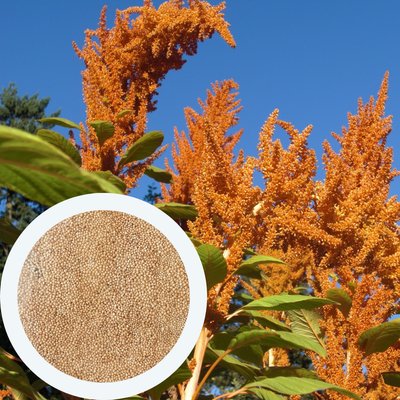Амарант сорт "Студенческий" семена 10 грамм (около 5 000 штук) зерно на посадку среднеспелый RS-00719 фото
