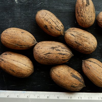 Горіх Пекан Chawnee (середньо-ранній) насіння 10 шт RS-00019 фото