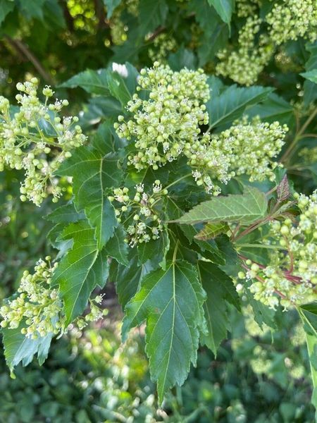 Клен татарський насіння (10 шт) чорноклен в'язина неклен (Acer tataricum) RS-02184 фото