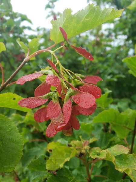 Клен татарський насіння (10 шт) чорноклен в'язина неклен (Acer tataricum) RS-02184 фото
