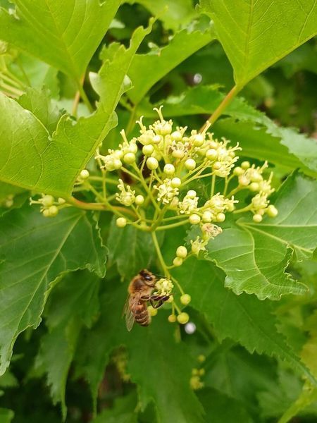 Клен татарський насіння (10 шт) чорноклен в'язина неклен (Acer tataricum) RS-02184 фото