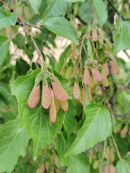 Клен татарський насіння (10 шт) чорноклен в'язина неклен (Acer tataricum) RS-02184 фото