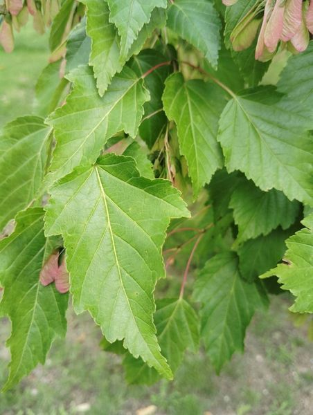 Клен татарський насіння (10 шт) чорноклен в'язина неклен (Acer tataricum) RS-02184 фото