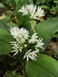 Черемша семена 0,1 г (прибл 10 шт) дикий медвежий чеснок (Allium ursinum) RS-00854 фото 4