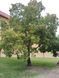 Клен татарський насіння (10 шт) чорноклен в'язина неклен (Acer tataricum) RS-02184 фото 6