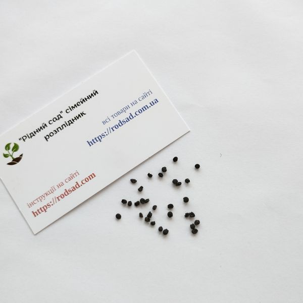 Черемша семена 0,1 г (прибл 10 шт) дикий медвежий чеснок (Allium ursinum) RS-00854 фото