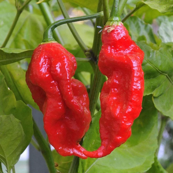 Перець гострий Bhut Jolokia red насіння (5 шт) Бхут Джолокія червоний суперхот до 1 000 000&nbsp;SHU RS-02139 фото