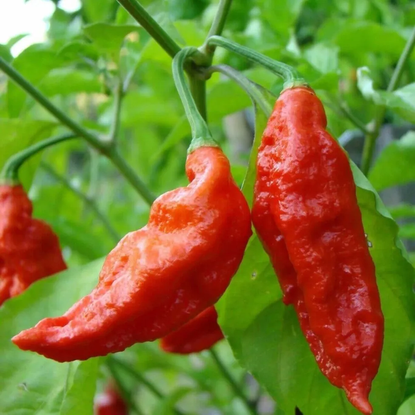 Перець гострий Bhut Jolokia red насіння (5 шт) Бхут Джолокія червоний суперхот до 1 000 000&nbsp;SHU RS-02139 фото