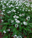 Черемша семена 0,1 г (прибл 10 шт) дикий медвежий чеснок (Allium ursinum) RS-00854 фото 2