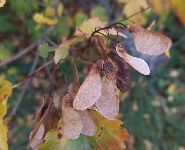 Клен татарський насіння (10 шт) чорноклен в'язина неклен (Acer tataricum) RS-02184 фото