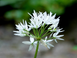 Черемша семена 0,1 г (прибл 10 шт) дикий медвежий чеснок (Allium ursinum) RS-00854 фото 5