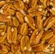 Горіх Пекан Chawnee (середньо-ранній) насіння 10 шт RS-00019 фото 3