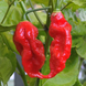 Перець гострий Bhut Jolokia red насіння (5 шт) Бхут Джолокія червоний суперхот до 1 000 000&nbsp;SHU RS-02139 фото 4