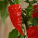 Перець гострий Bhut Jolokia red насіння (5 шт) Бхут Джолокія червоний суперхот до 1 000 000&nbsp;SHU RS-02139 фото 3