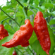 Перець гострий Bhut Jolokia red насіння (5 шт) Бхут Джолокія червоний суперхот до 1 000 000&nbsp;SHU RS-02139 фото 2