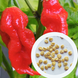 Перець гострий Bhut Jolokia red насіння (5 шт) Бхут Джолокія червоний суперхот до 1 000 000&nbsp;SHU RS-02139 фото 1