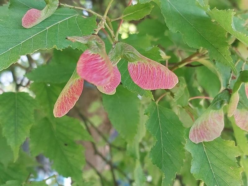 Клен татарський насіння (10 шт) чорноклен в'язина неклен (Acer tataricum) RS-02184 фото