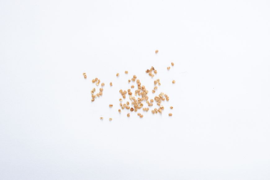 Ягода годжи семена 20 шт RS-00121 фото