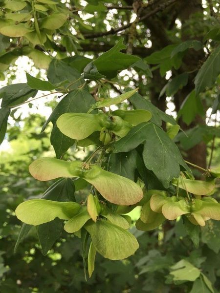 Клен польовий насіння (10 шт) паклен підкленок (Acer campestre) RS-02186 фото