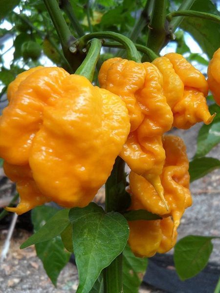 Перец острый 7 Pot yellow семена (10 шт) желтый суперхот до 1 200 000&nbsp;SHU RS-02140 фото