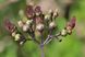 Норічник насіння (0,1 г близько 1000 шт) вузлуватий ранник шишкуватий (Scrophularia nodosa) медонос RS-00230 фото 2