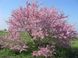 Церцис європейський насіння (10 шт) багряник іудино дерево (Cercis siliquastrum) RS-00027 фото 2