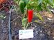 Перець Халапеньо насіння (10 шт) гострий чілі (jalapeno) RS-00475 фото 2