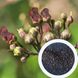 Норічник насіння (0,1 г близько 1000 шт) вузлуватий ранник шишкуватий (Scrophularia nodosa) медонос RS-00230 фото 1