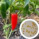 Перець Халапеньо насіння (10 шт) гострий чілі (jalapeno) RS-00475 фото 1