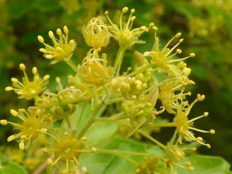 Клен польовий насіння (10 шт) паклен підкленок (Acer campestre) RS-02186 фото