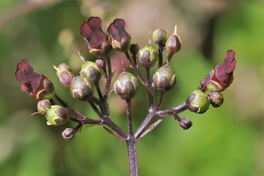 Норічник насіння (0,1 г близько 1000 шт) вузлуватий ранник шишкуватий (Scrophularia nodosa) медонос RS-00230 фото