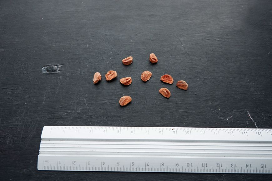 Мушмула германская семена (10 шт) (Mespilus germanica) RS-00020 фото