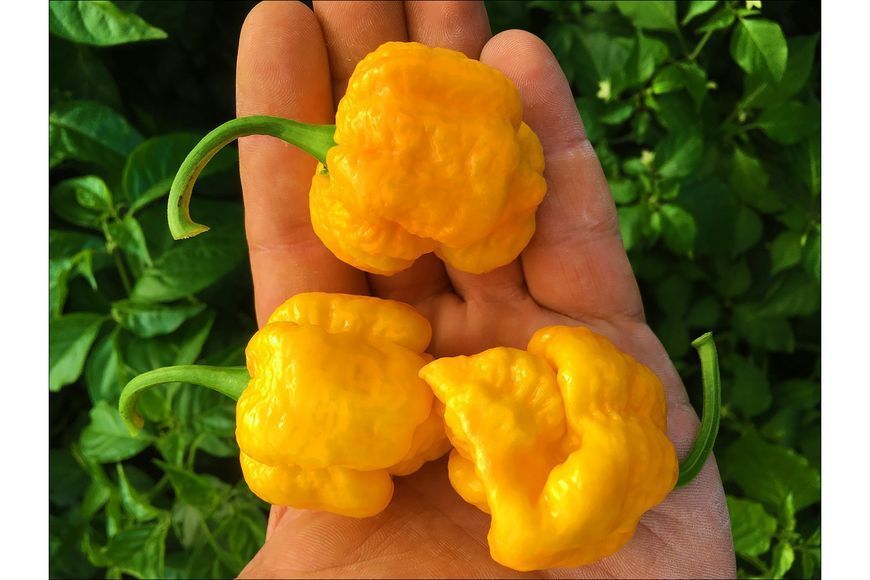 Перец острый 7 Pot yellow семена (10 шт) желтый суперхот до 1 200 000&nbsp;SHU RS-02140 фото