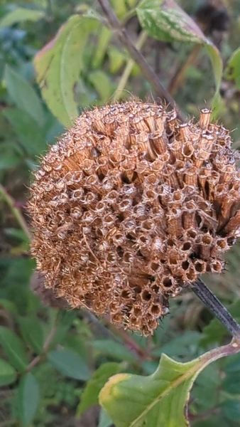 Монарда Дудчатая семена 0,01 гр. (прибл. 40 шт) дикий бергамот (Monarda fistulosa) многолетняя RS-02075 фото