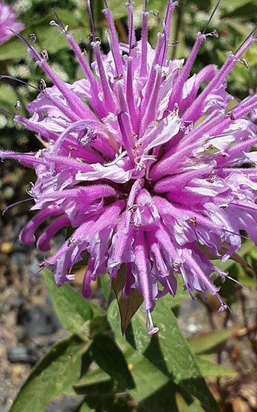 Монарда Дудчатая семена 0,01 гр. (прибл. 40 шт) дикий бергамот (Monarda fistulosa) многолетняя RS-02075 фото