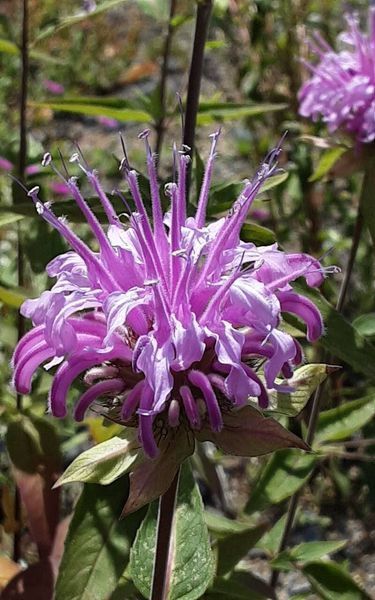 Монарда Дудчатая семена 0,01 гр. (прибл. 40 шт) дикий бергамот (Monarda fistulosa) многолетняя RS-02075 фото